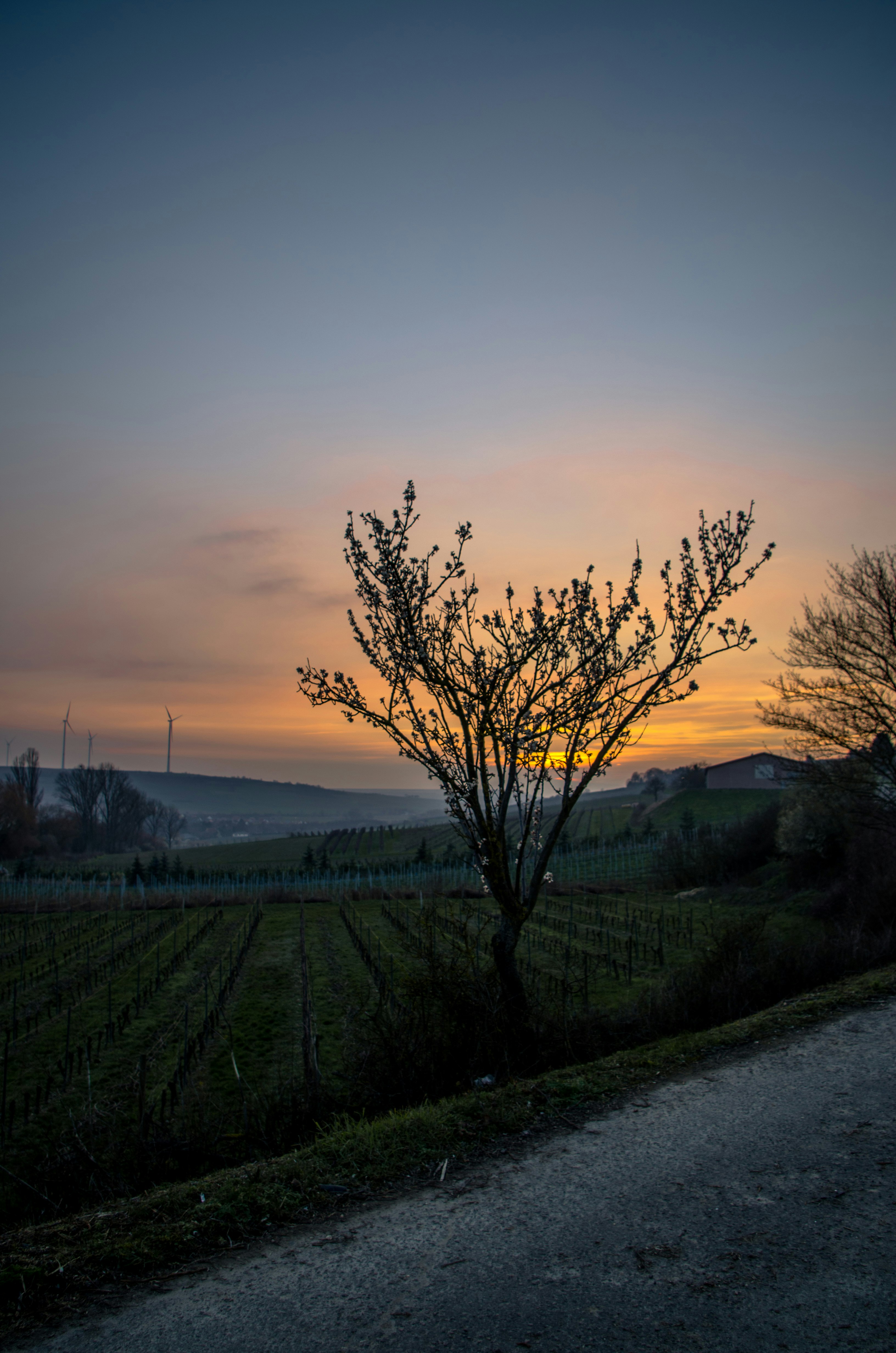 leafless tree on green grass field during sunset